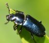 Platycerus sp.